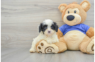 Little Cavoodle Poodle Mix Puppy