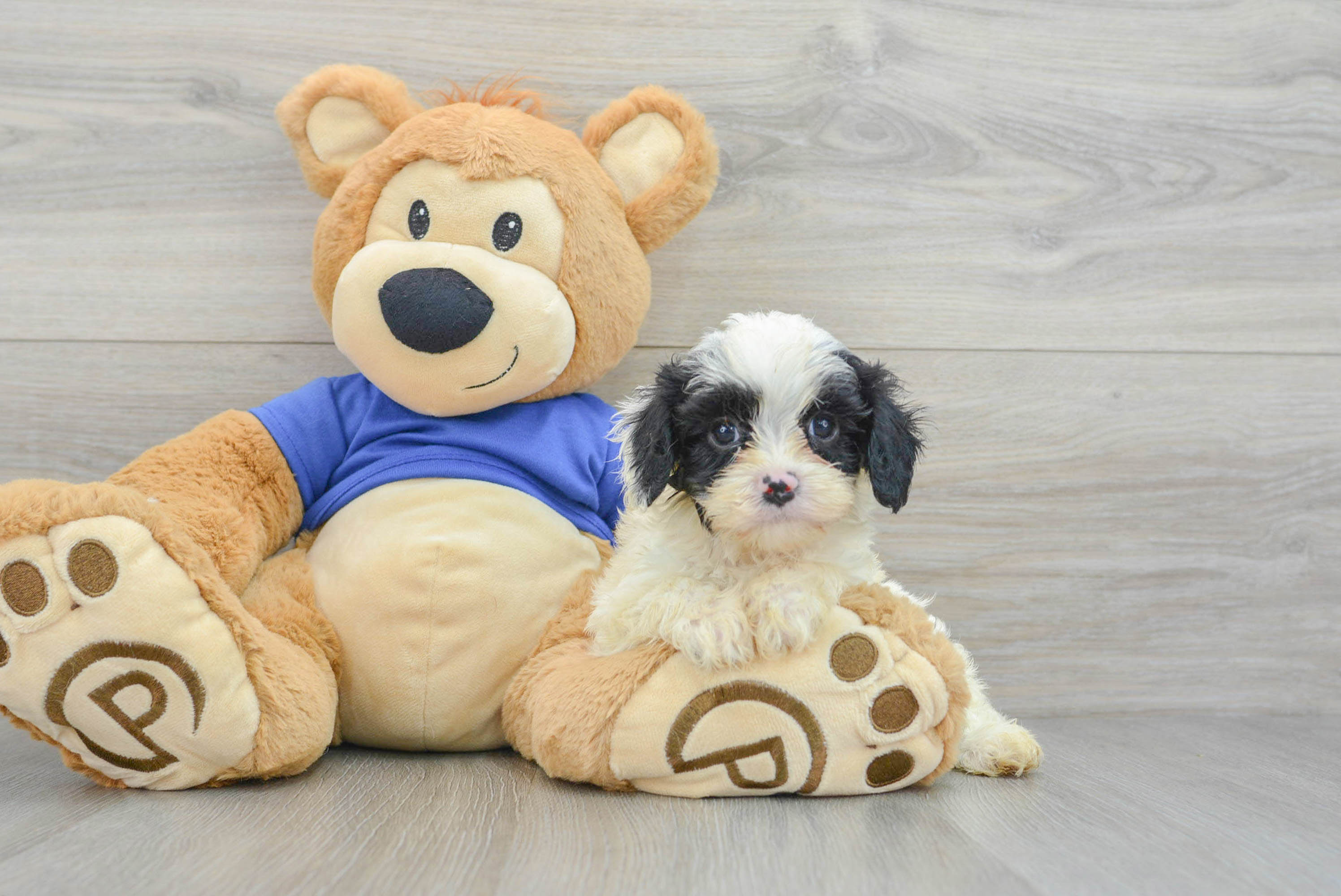 Best Cavapoo Baby