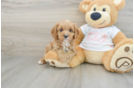 Cavapoo Puppy for Adoption