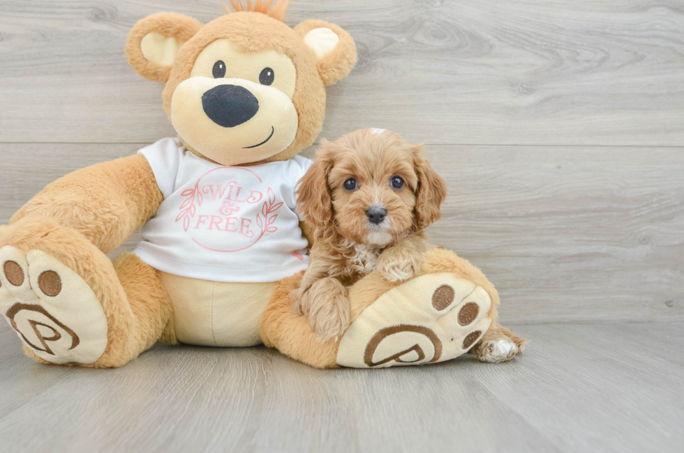 6 week old Cavapoo Puppy For Sale - Puppy Love PR