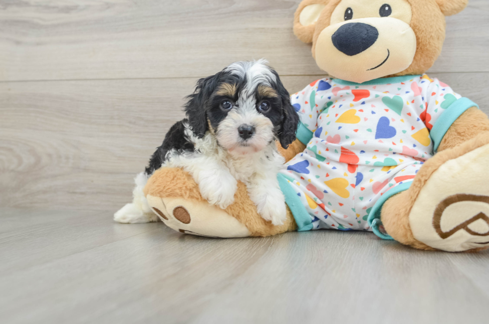 6 week old Cavapoo Puppy For Sale - Puppy Love PR