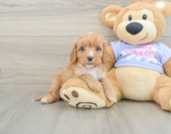 9 week old Cavapoo Puppy For Sale - Puppy Love PR