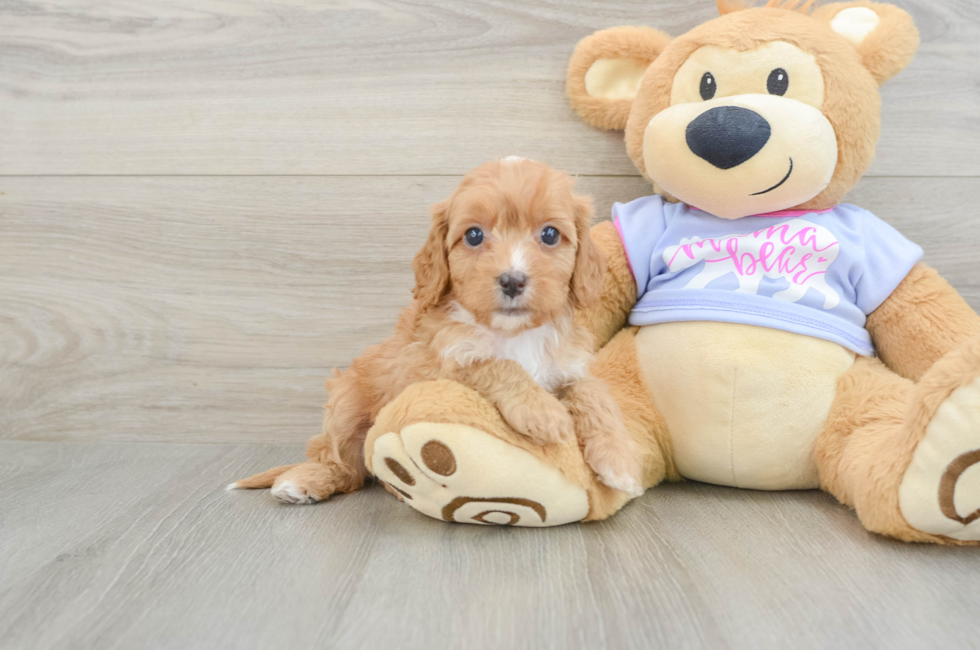 7 week old Cavapoo Puppy For Sale - Puppy Love PR