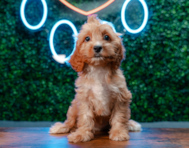10 week old Cavapoo Puppy For Sale - Puppy Love PR