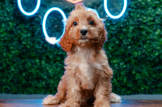 Best Cavapoo Baby