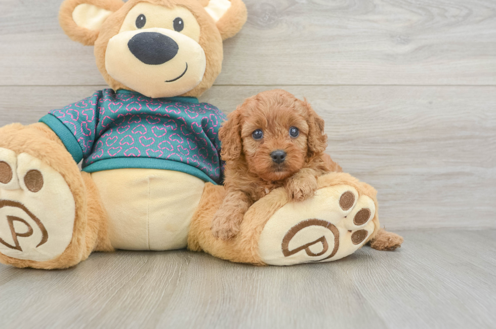 5 week old Cavapoo Puppy For Sale - Puppy Love PR