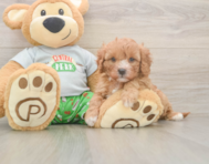 8 week old Cavapoo Puppy For Sale - Puppy Love PR