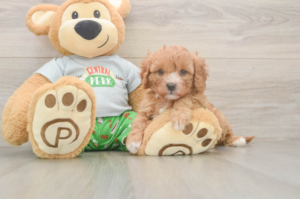 5 week old Cavapoo Puppy For Sale - Puppy Love PR