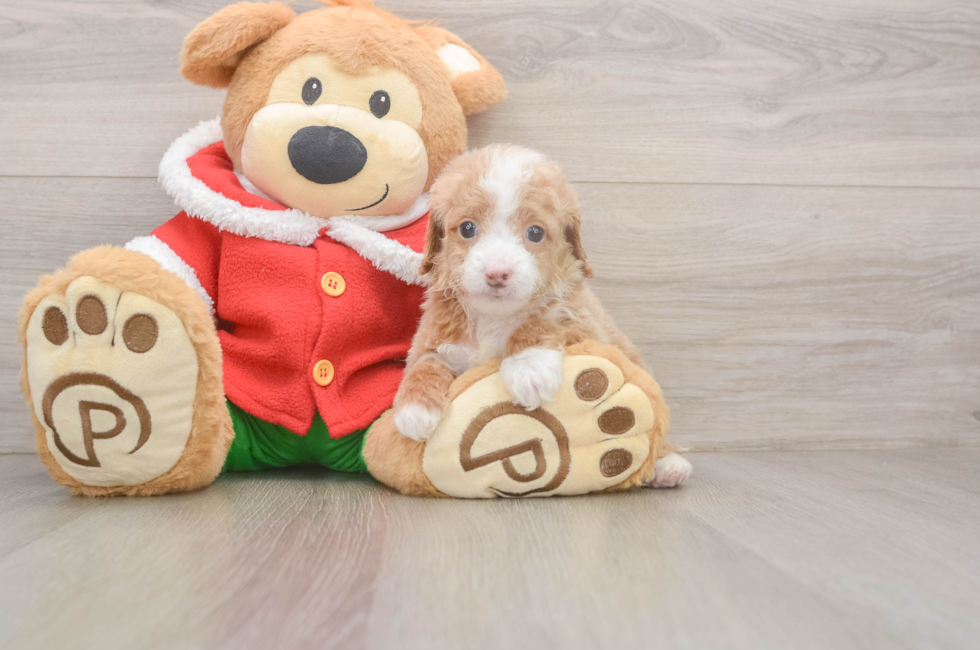 5 week old Cavapoo Puppy For Sale - Puppy Love PR