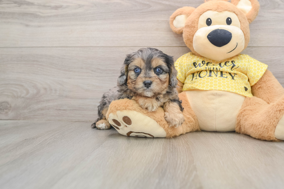 Happy Cavapoo Baby