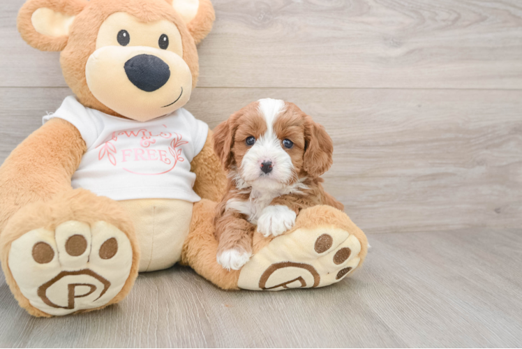 Best Cavapoo Baby