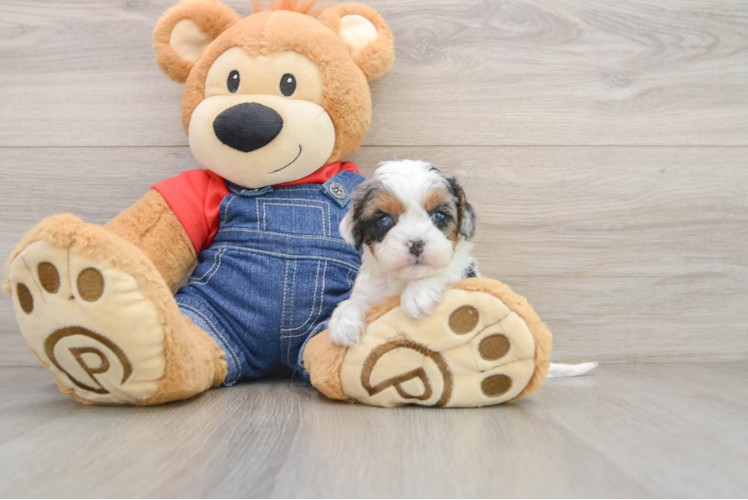 Best Cavapoo Baby