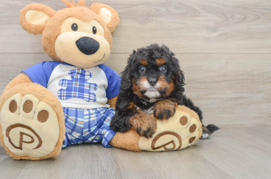 Cavapoo Pup Being Cute