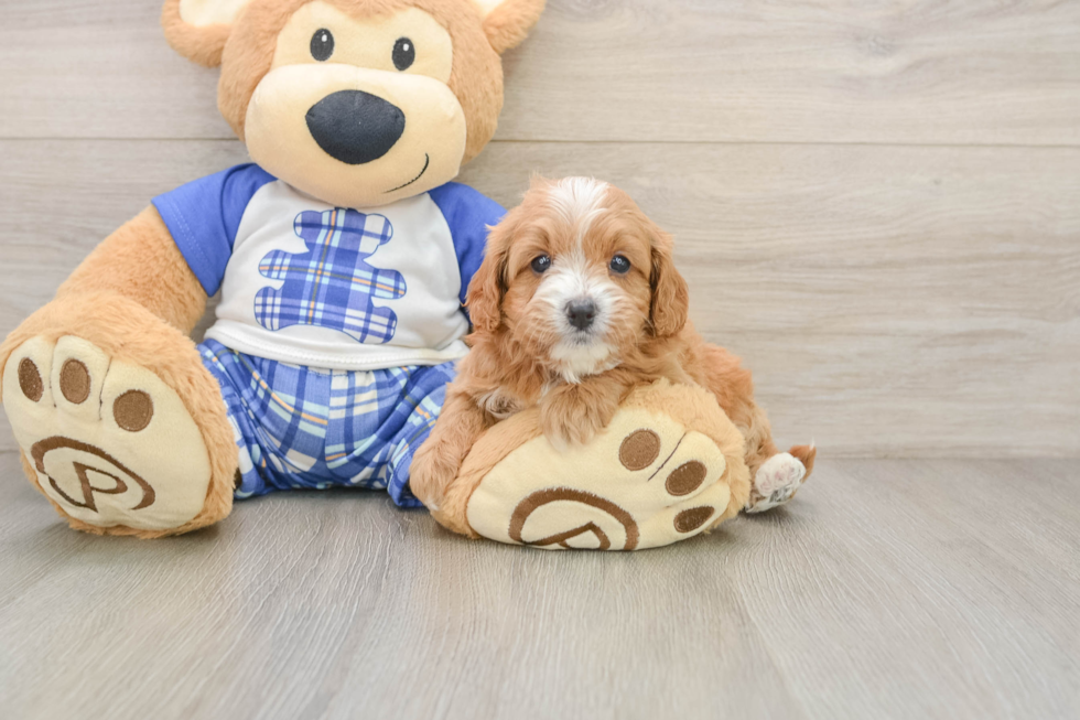 Cute Cavapoo Baby