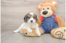 Best Cavapoo Baby