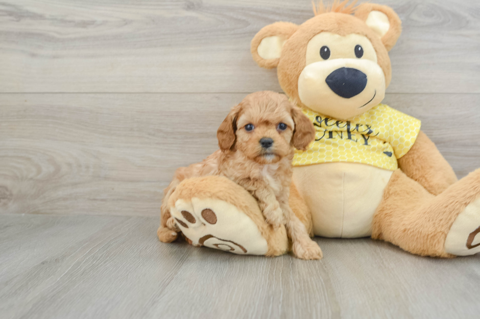 Cavapoo Pup Being Cute