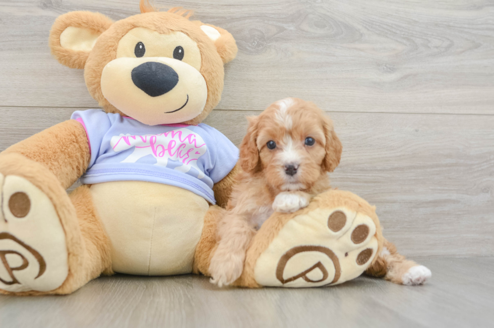 7 week old Cavapoo Puppy For Sale - Puppy Love PR