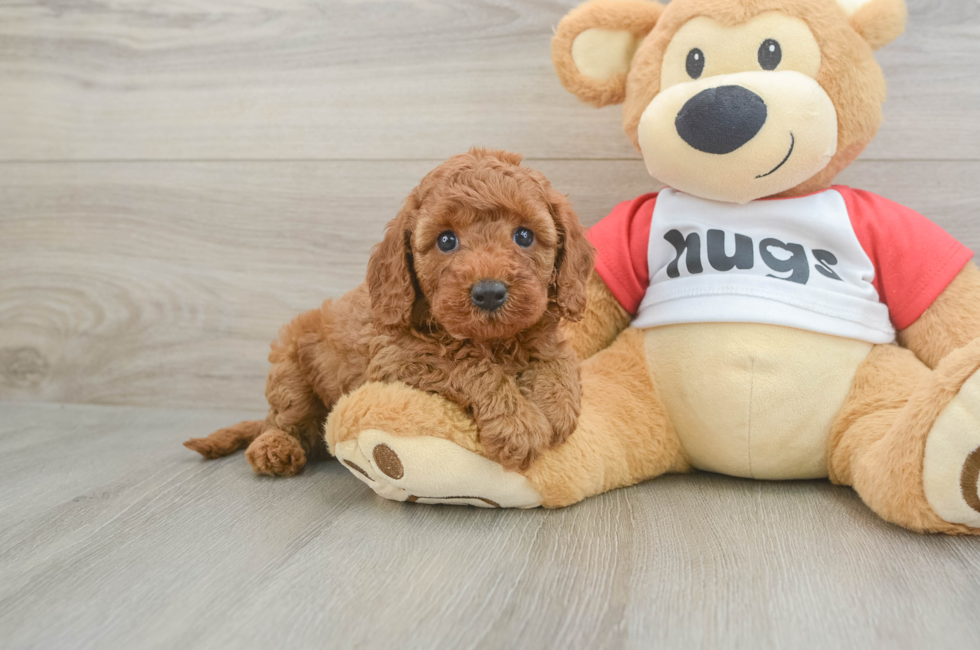 5 week old Cavapoo Puppy For Sale - Puppy Love PR