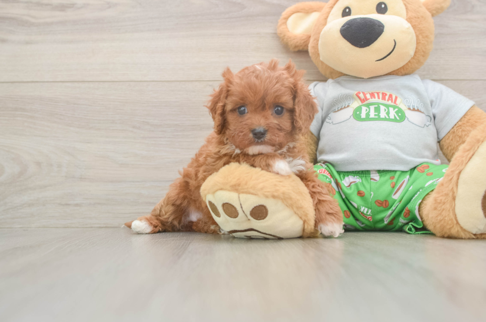 5 week old Cavapoo Puppy For Sale - Puppy Love PR