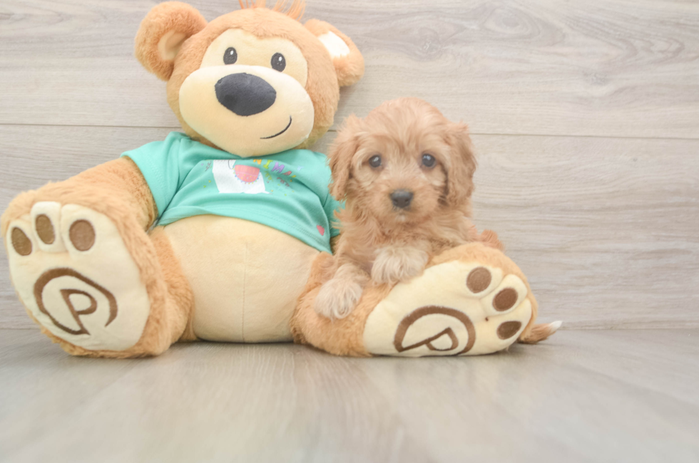 6 week old Cavapoo Puppy For Sale - Puppy Love PR