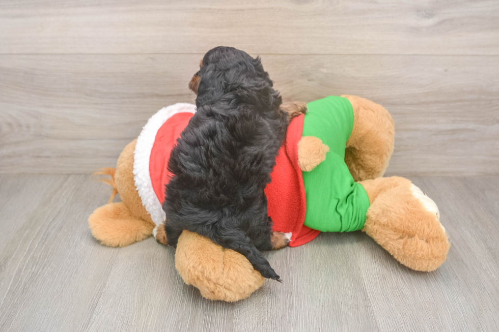 Hypoallergenic Cavadoodle Poodle Mix Puppy