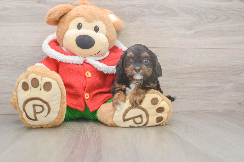 5 week old Cavapoo Puppy For Sale - Puppy Love PR