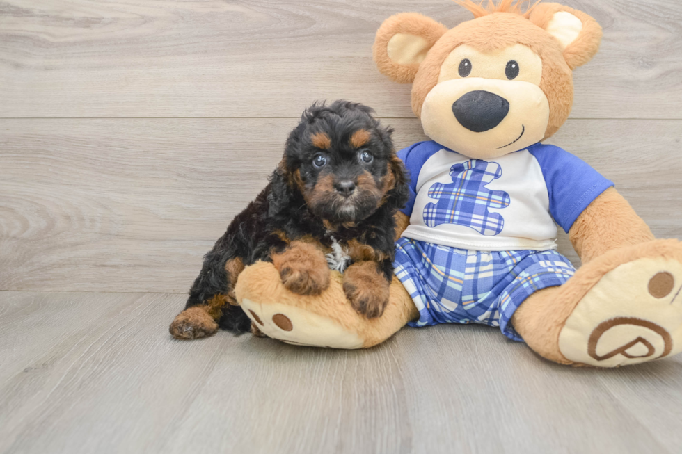 Cavapoo Puppy for Adoption