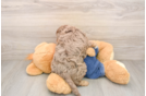 Best Cavapoo Baby