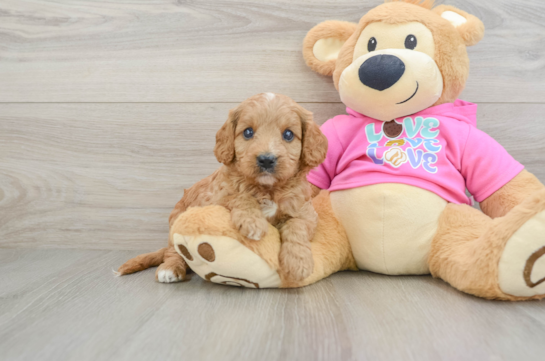 Adorable Cavalier King Charles Spaniel and Poodle Mix Poodle Mix Puppy