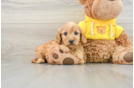 Best Cavapoo Baby