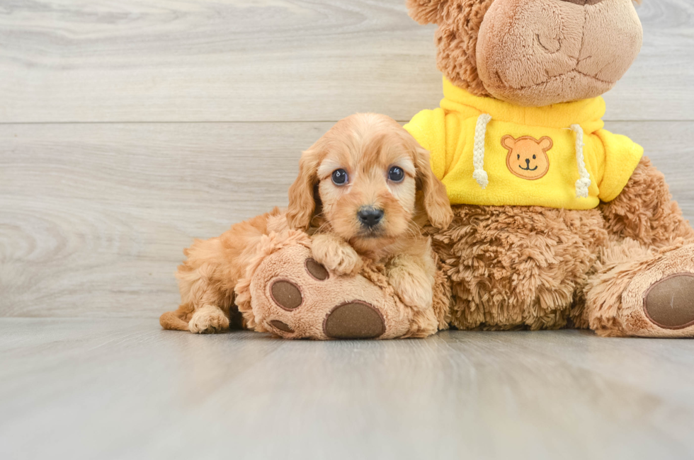 7 week old Cavapoo Puppy For Sale - Puppy Love PR