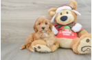 Playful Cavapoodle Poodle Mix Puppy