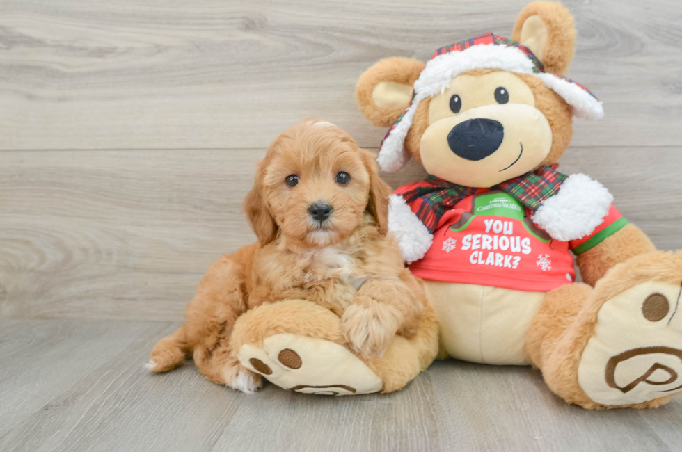 5 week old Cavapoo Puppy For Sale - Puppy Love PR