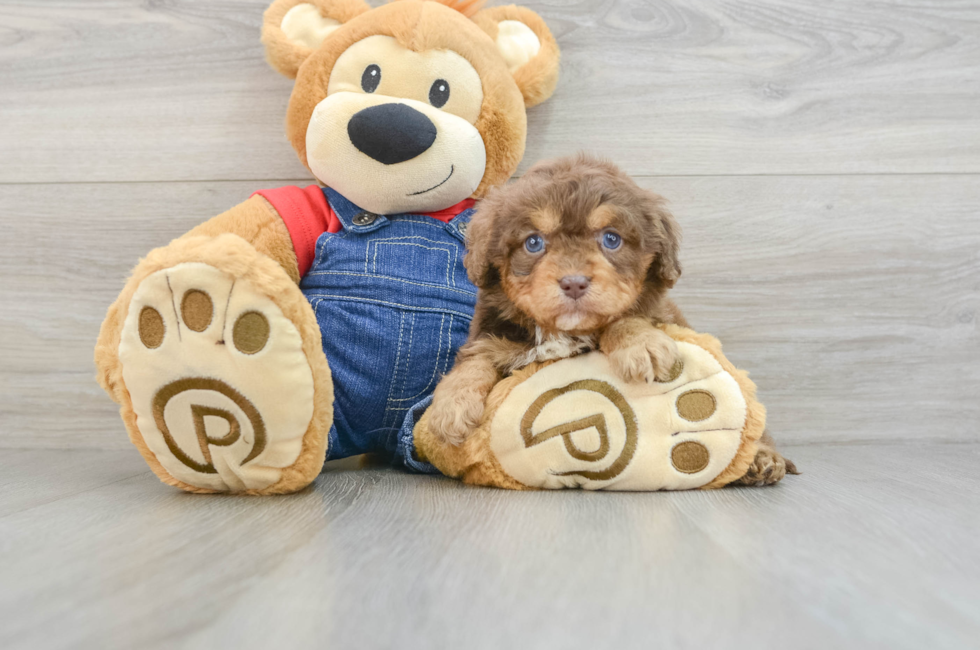 6 week old Cavapoo Puppy For Sale - Puppy Love PR