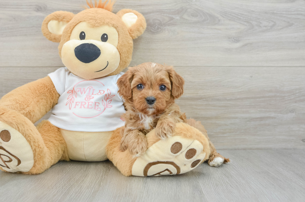 6 week old Cavapoo Puppy For Sale - Puppy Love PR