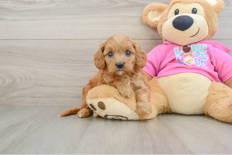 Best Cavapoo Baby