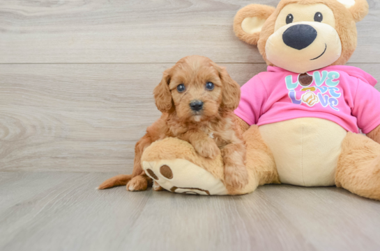 Best Cavapoo Baby