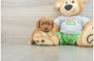 Cavapoo Puppy for Adoption