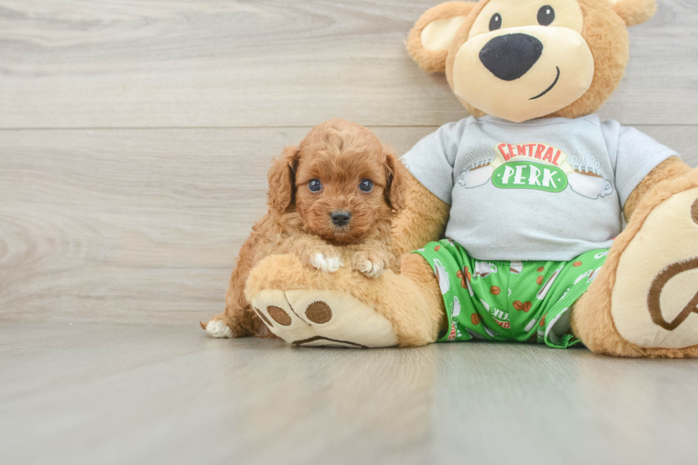 Cavapoo Puppy for Adoption