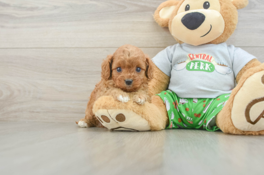 Cavapoo Puppy for Adoption