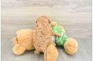 Cute Cavapoo Baby