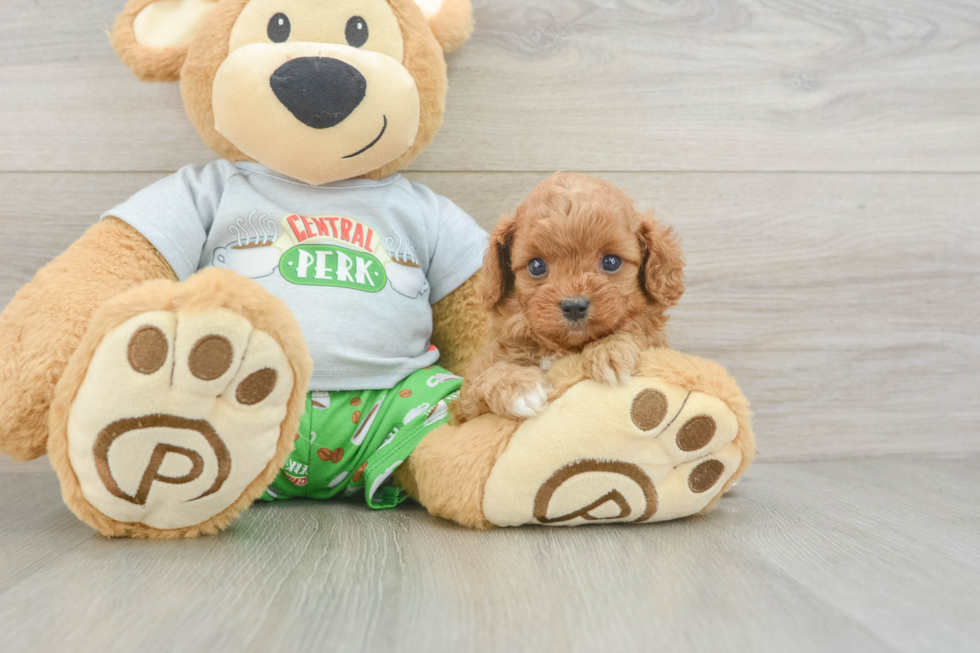 Best Cavapoo Baby
