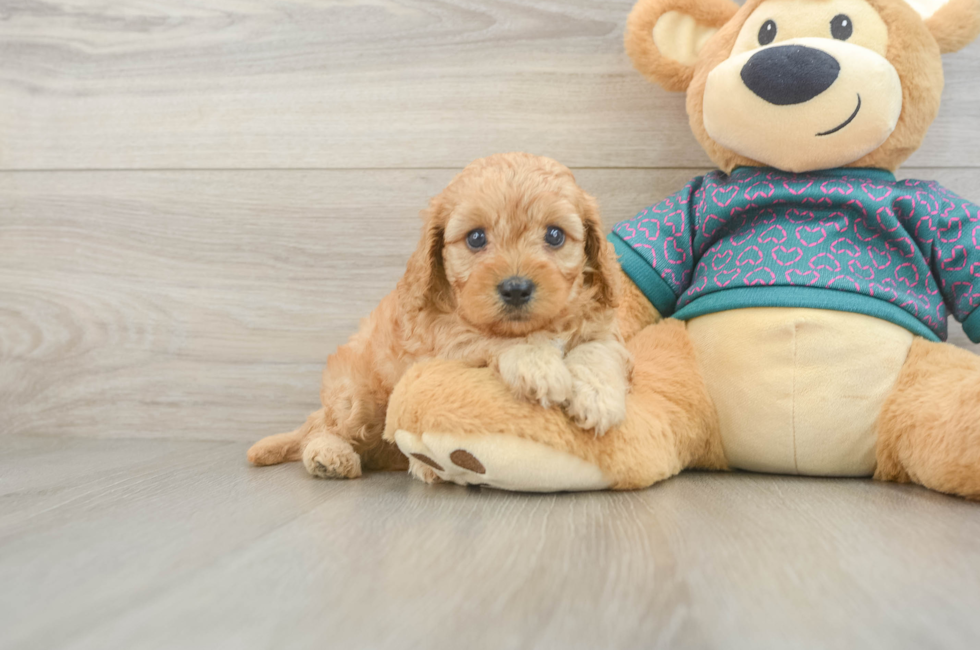 5 week old Cavapoo Puppy For Sale - Puppy Love PR