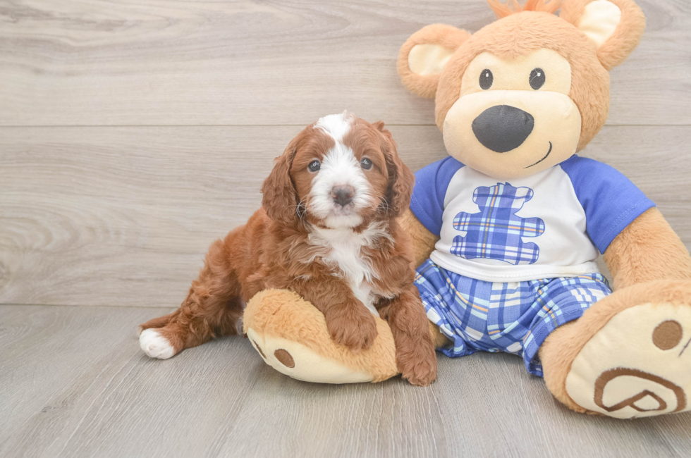 5 week old Cavapoo Puppy For Sale - Puppy Love PR
