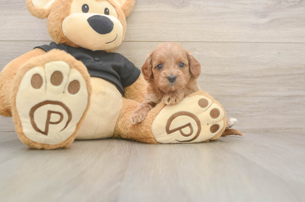 5 week old Cavapoo Puppy For Sale - Puppy Love PR