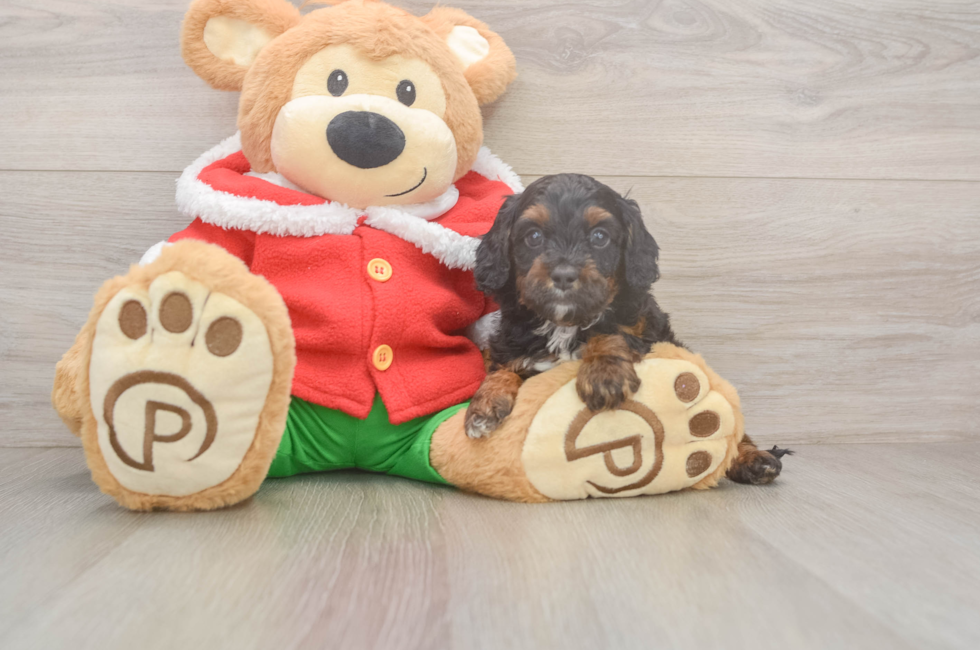 5 week old Cavapoo Puppy For Sale - Puppy Love PR