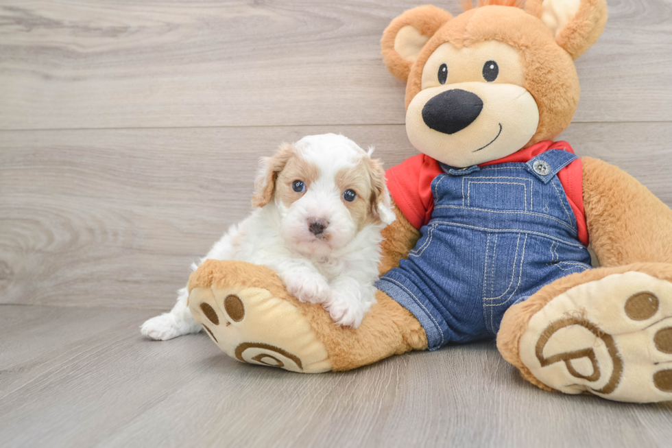 Happy Cavapoo Baby