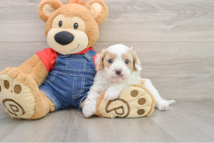 Cute Cavapoo Baby