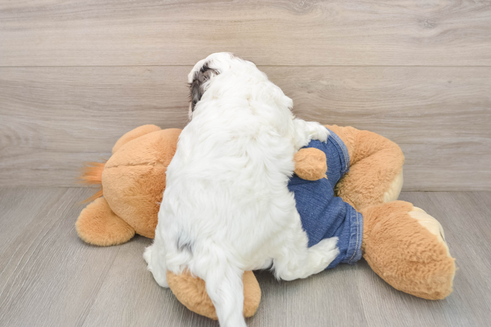 Cavapoo Pup Being Cute