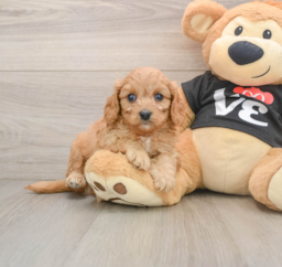 7 week old Cavapoo Puppy For Sale - Puppy Love PR